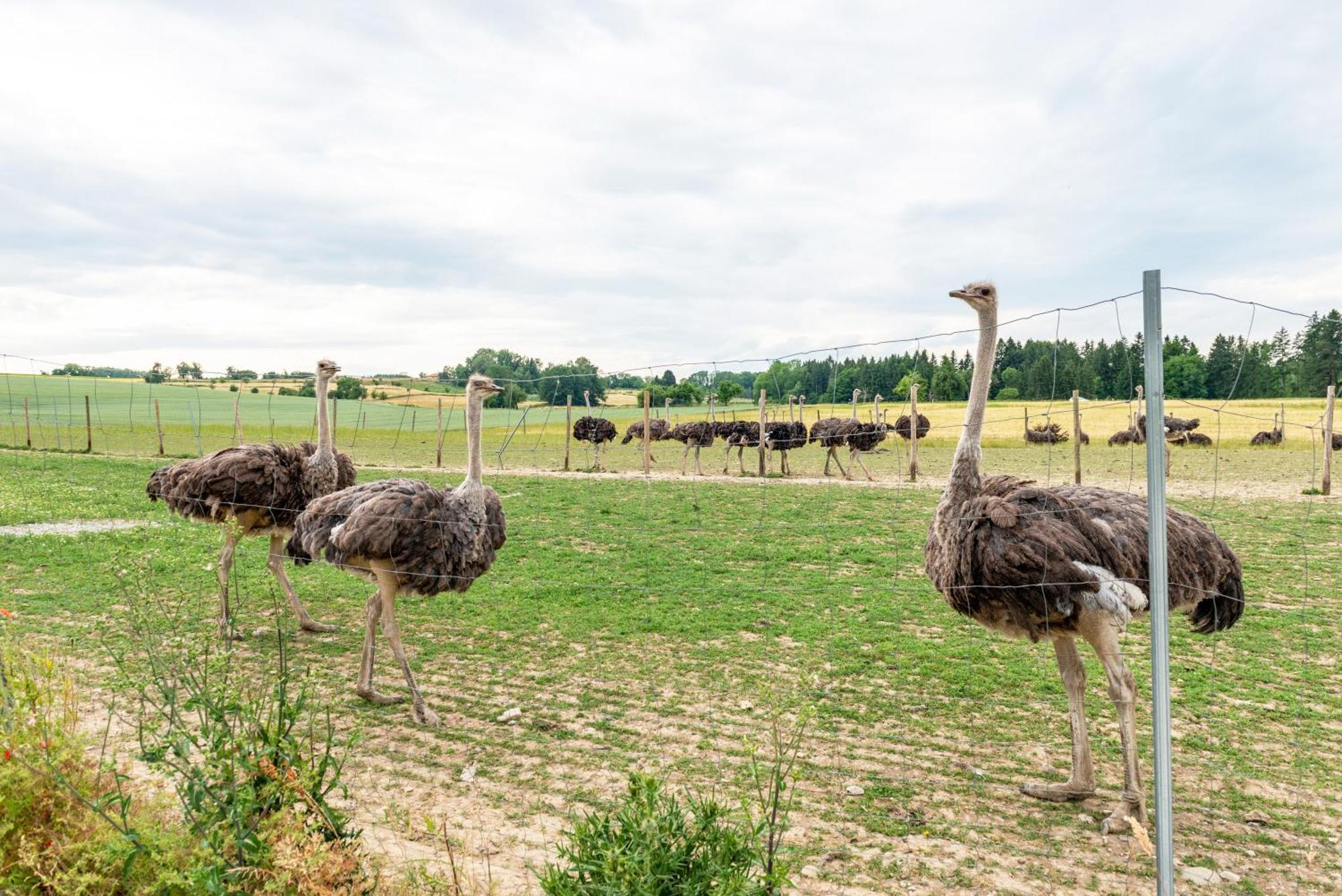 Beutenmuehle Straussenfarm Dach Owingen Exterior photo