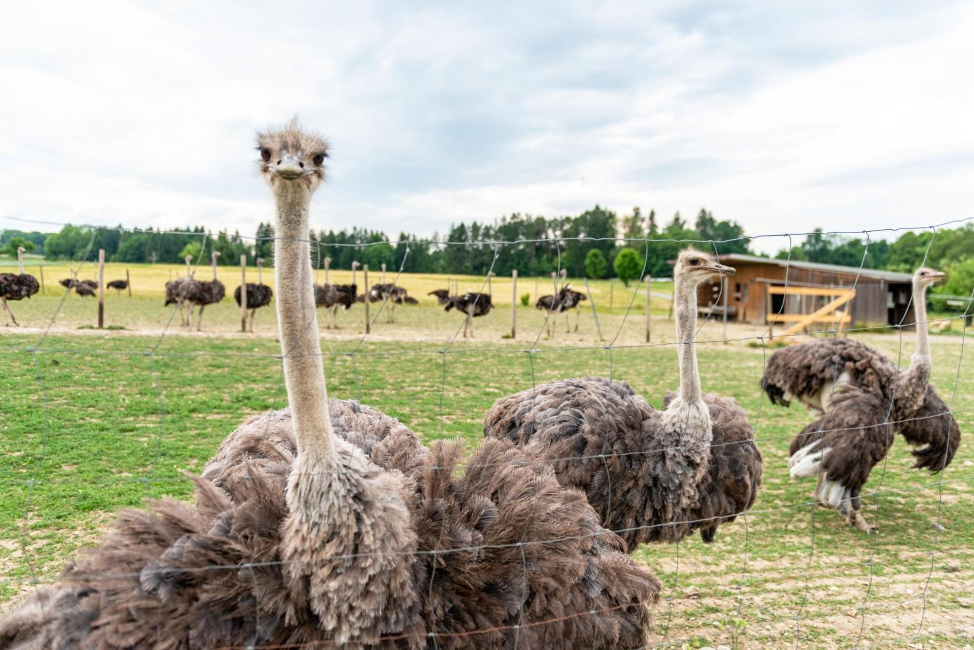 Beutenmuehle Straussenfarm Dach Owingen Exterior photo