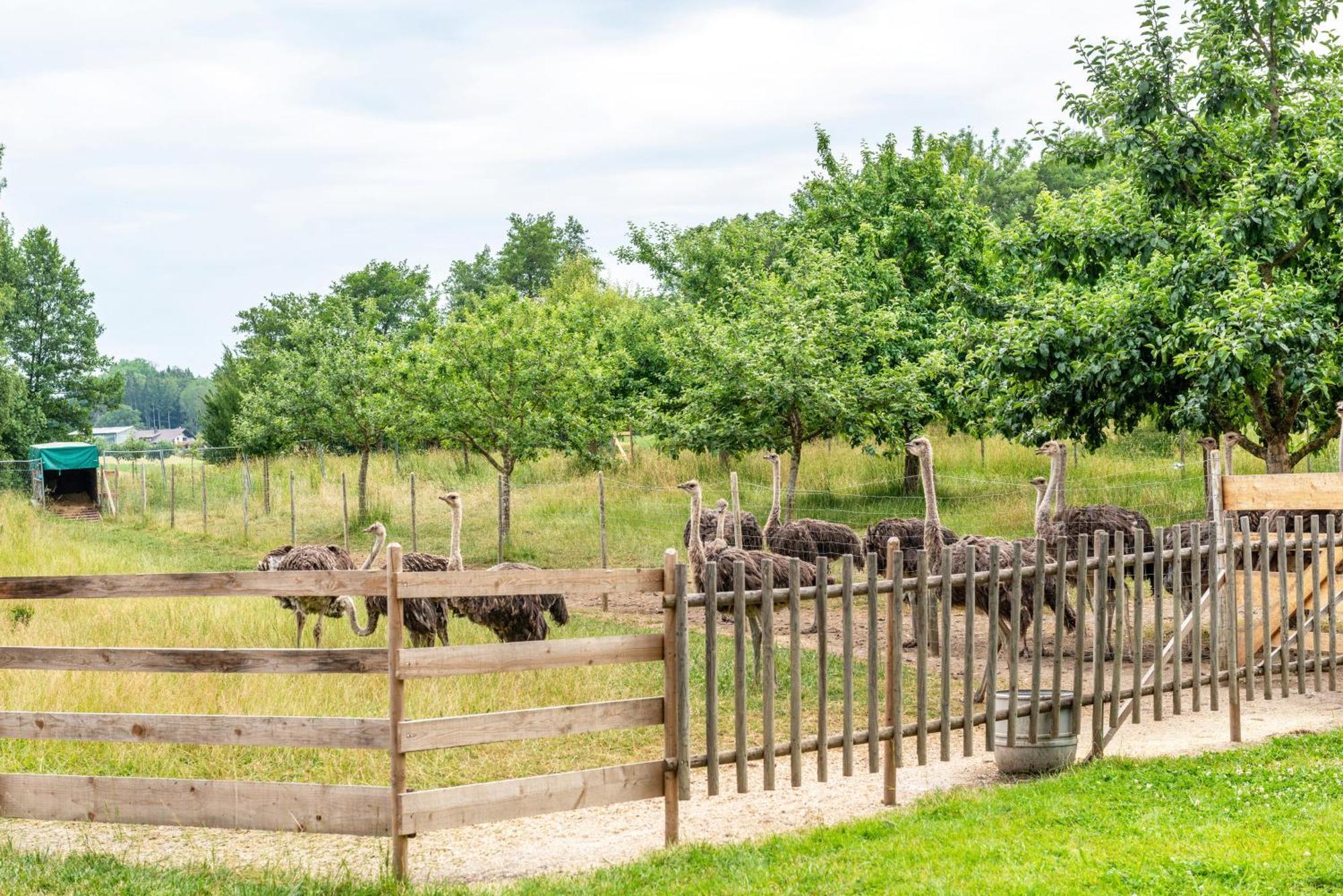 Beutenmuehle Straussenfarm Dach Owingen Exterior photo