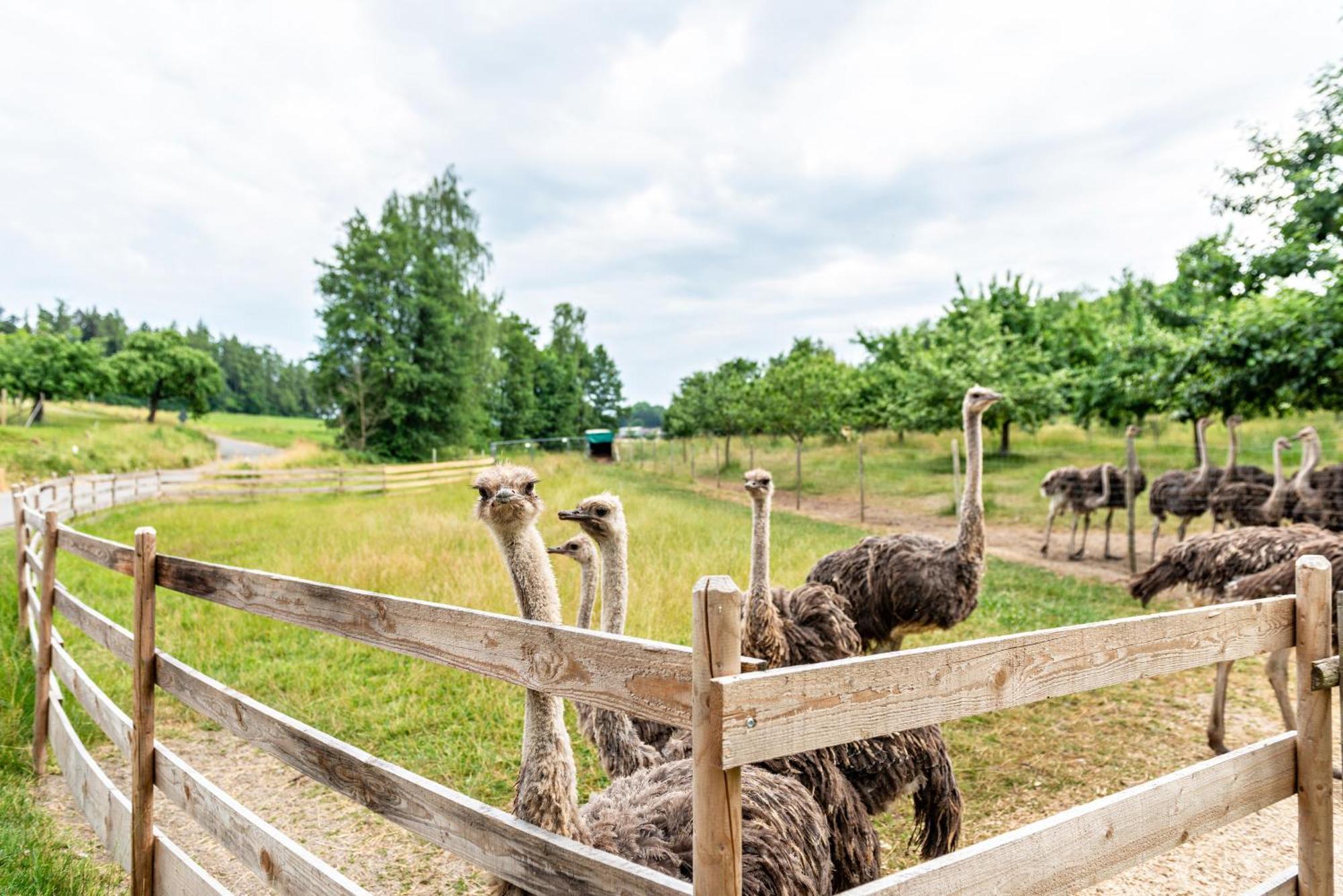 Beutenmuehle Straussenfarm Dach Owingen Exterior photo
